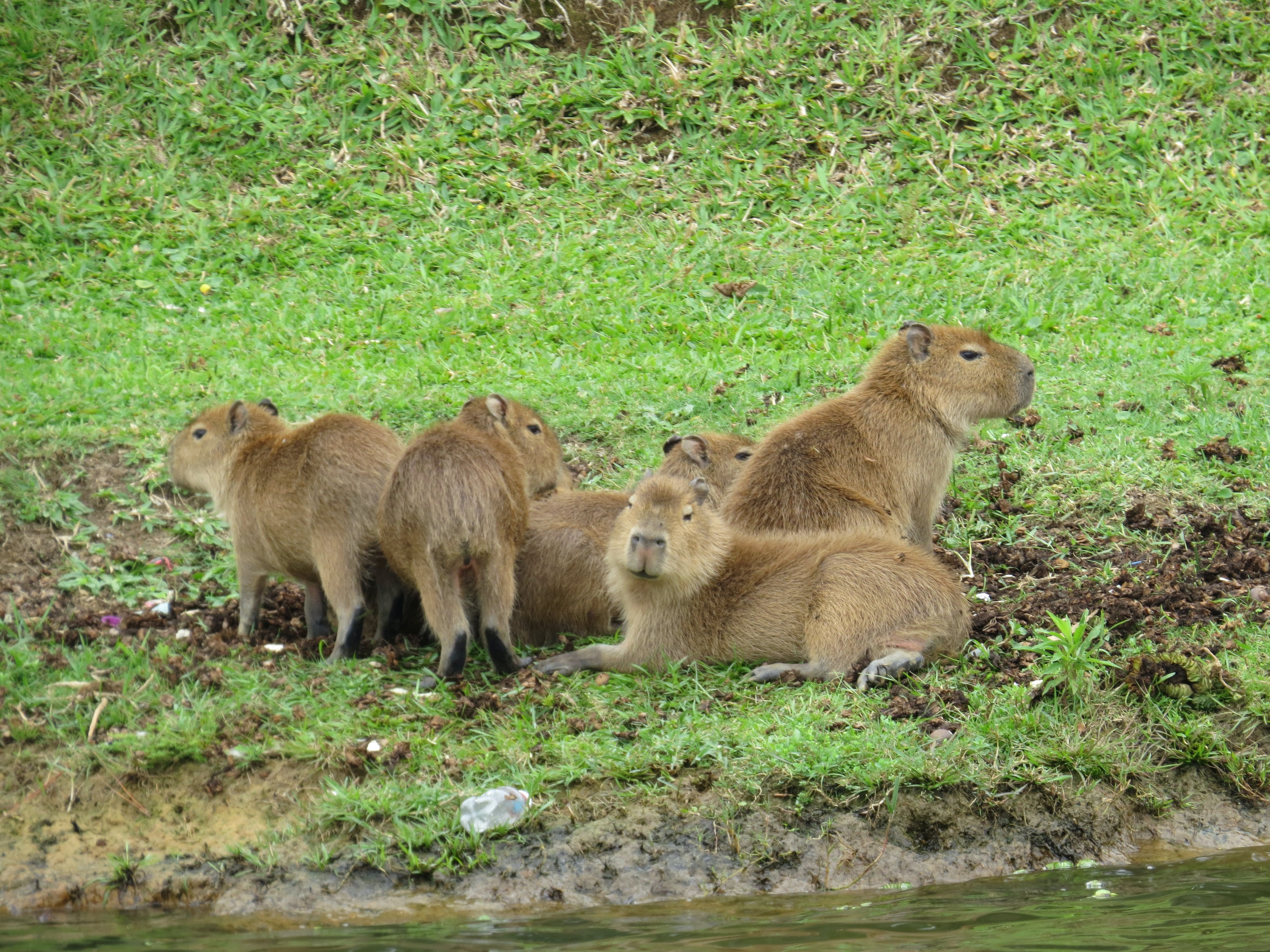 Capybara